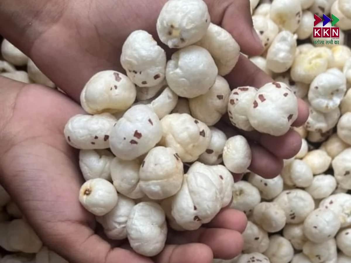 Bihar’s Makhana Industry Faces Setback as Trump Tariff Hikes Import Duty to 25%