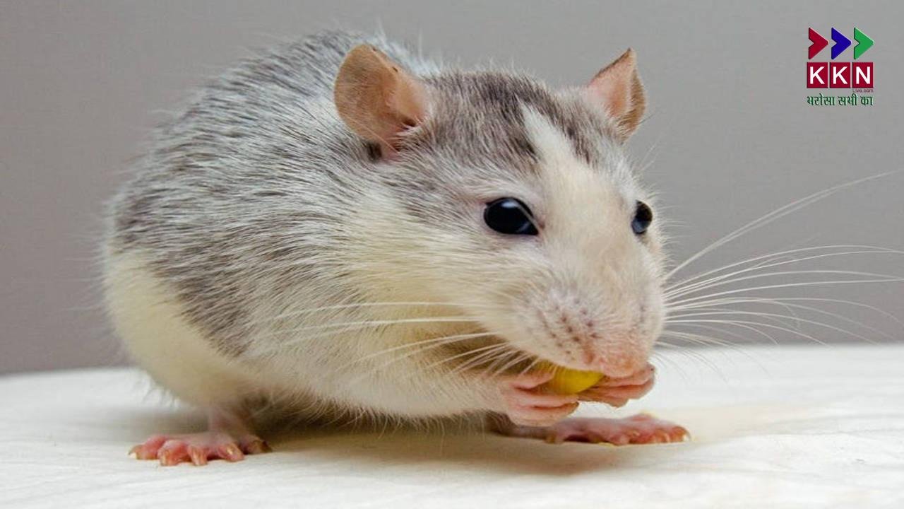 How to Get Rid of Rats Without Killing Them