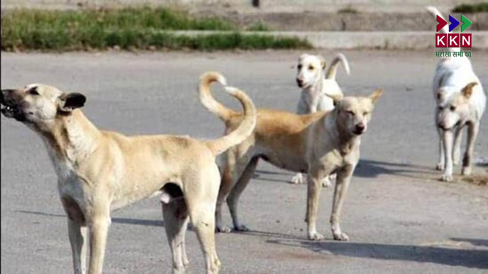 Stray Dog Menace in Tamil Nadu Sparks Debate After High Court Remarks
