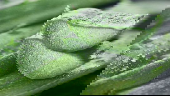 The Many Benefits of Aloe Vera: Nature’s Miracle for Health, Skin, and Hair