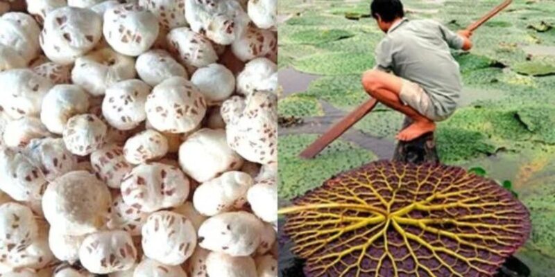 Bihar : From Makhana to Mushrooms – How the State Became India’s Hidden Agricultural Powerhouse