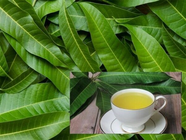 Health Benefits of Mango Leaves Tea : A Natural Remedy for Overall Wellness
