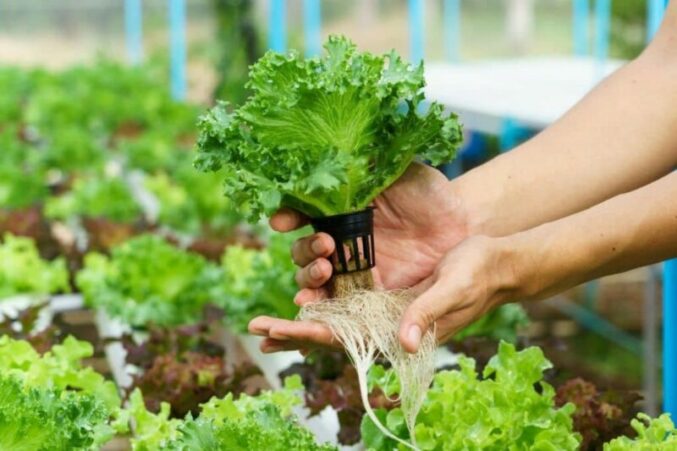 Hydroponic Farming Revolution in Bihar: Arun Kumar’s Soilless Cultivation Brings New Hope for Sustainable Agriculture