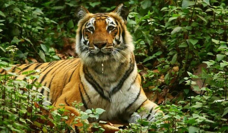 Tiger Terror in Bihar’s West Champaran: Elderly Man Dragged and Killed, Body Found After 3-Hour Search