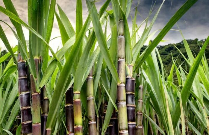 Uttar Pradesh Government Announces Historic Increase in Sugarcane Prices