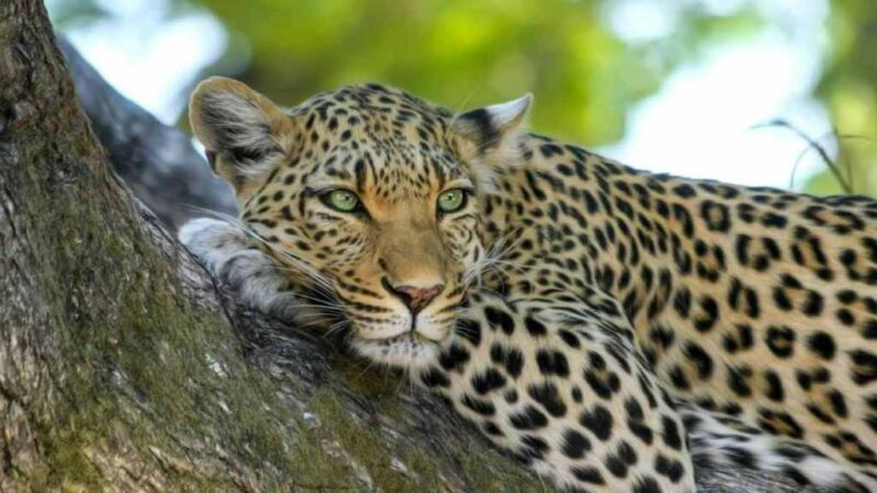 Leopard Attack in Bahraich : Mother Risked Life to Save Son