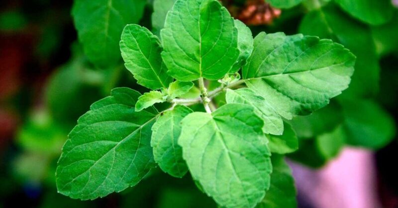 The Health Benefits and Risks of Consuming Tulsi