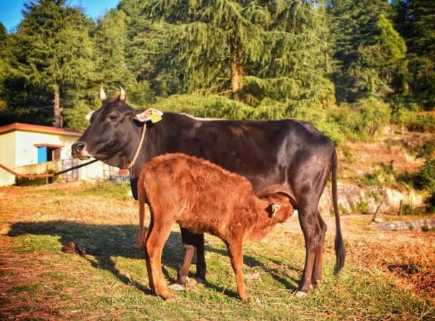 Bihar Surpasses National Growth in Livestock Production : A Year of Remarkable Progress