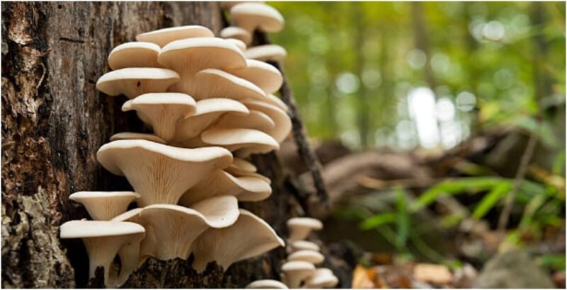 Mushroom Farmers in Bihar to Receive Cheaper Electricity Starting April 1, 2025